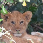 cute lion cub