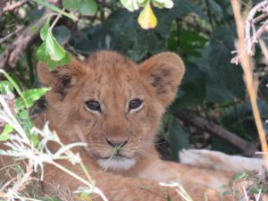 cute lion cub